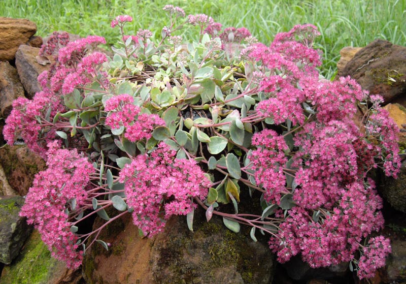 Sedum cauticola 'Lidakense' en fleurs sur des falaises et rochers des montagnes japonaises